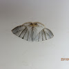 Uraniid Moth