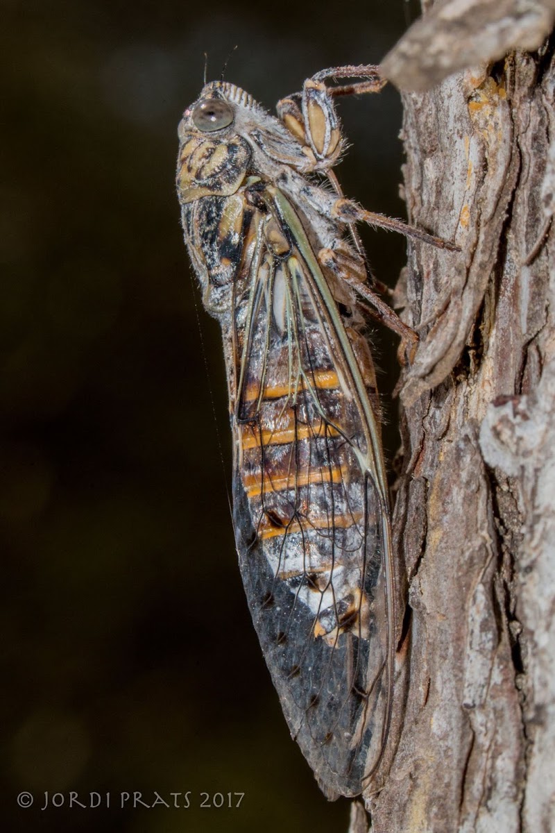 Cicada