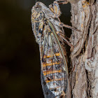 Cicada