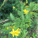 St. John's Wort