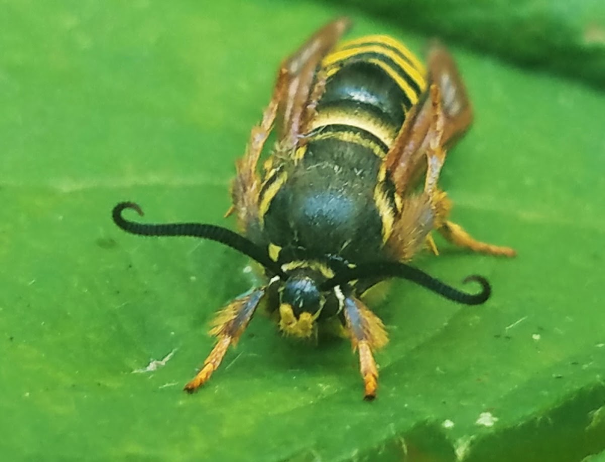 Blackberry clearwing borer moth