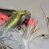 Annas Hummingbird