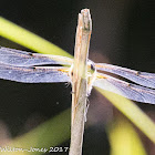 Four-spotted Chaser