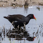 Moorhen; Pollo de Agua