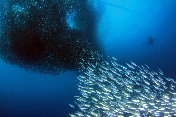 Every winter‚ most often in June or July‚ millions of sardines leave the cold waters off Cape Point and make their way up the coast to KwaZulu-Natal. Stock image.