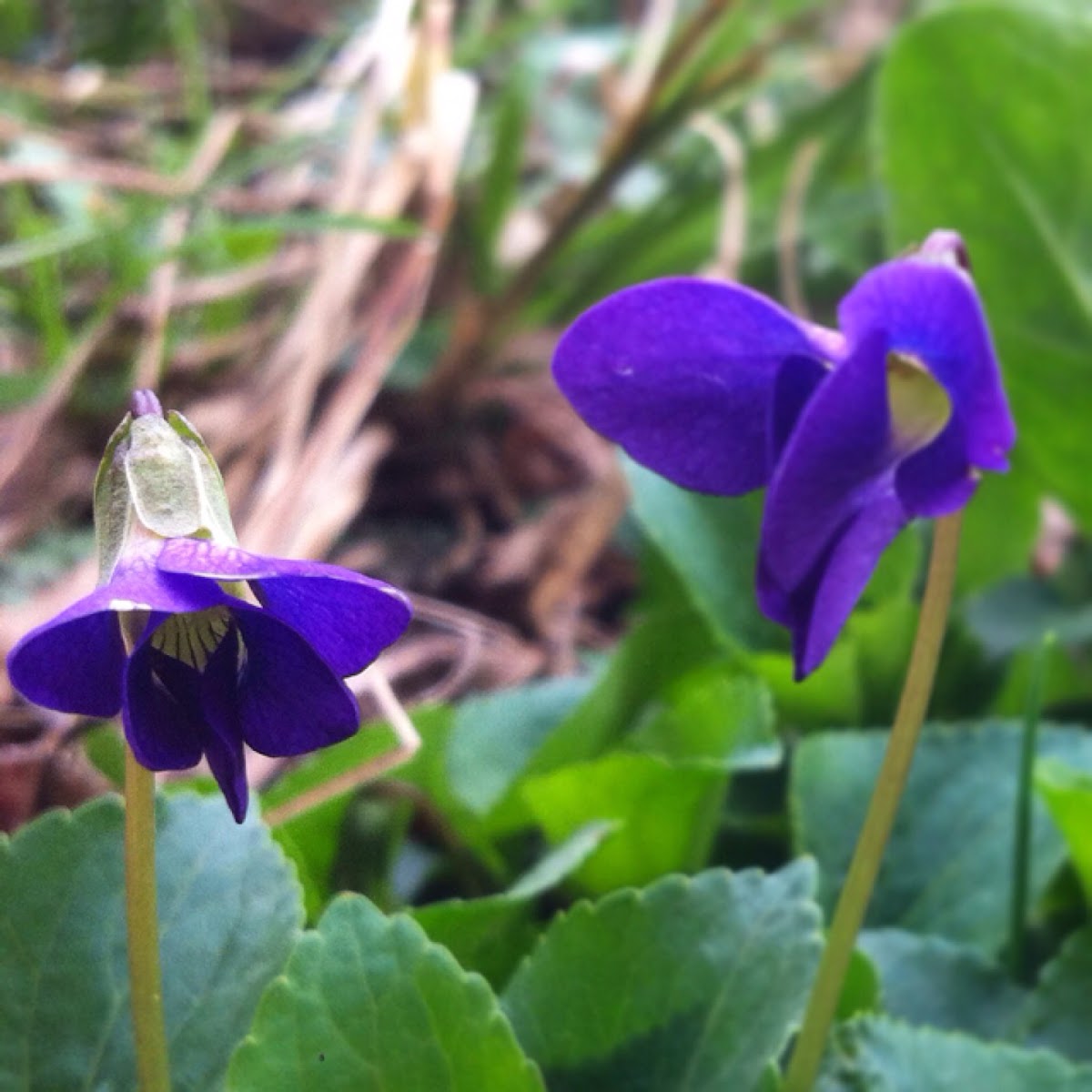 Common wild violet