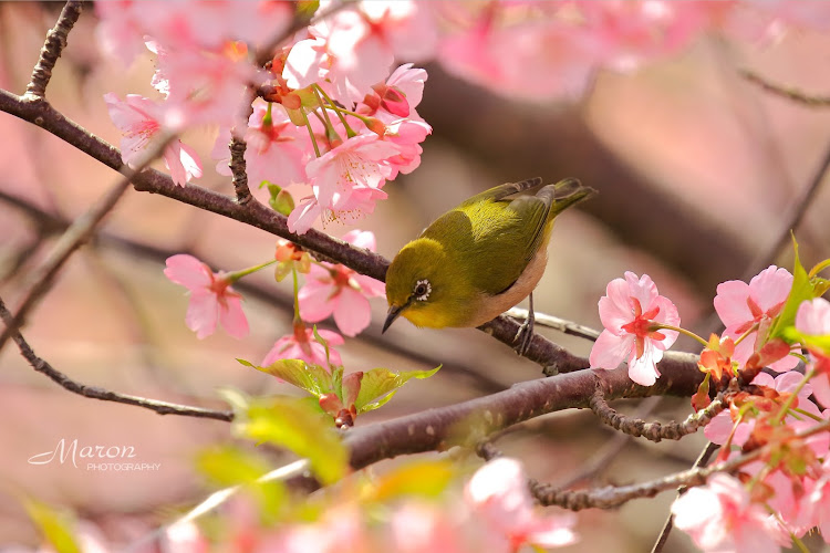 デミオの3月もよろしくお願いします・河津桜・河津桜とコラボ・大芝島・discover＿ctに関するカスタム事例の投稿画像6枚目