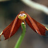 Russet Percher