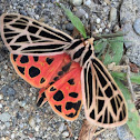 Harnessed Tiger Moth