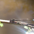 Iberian Bluetail