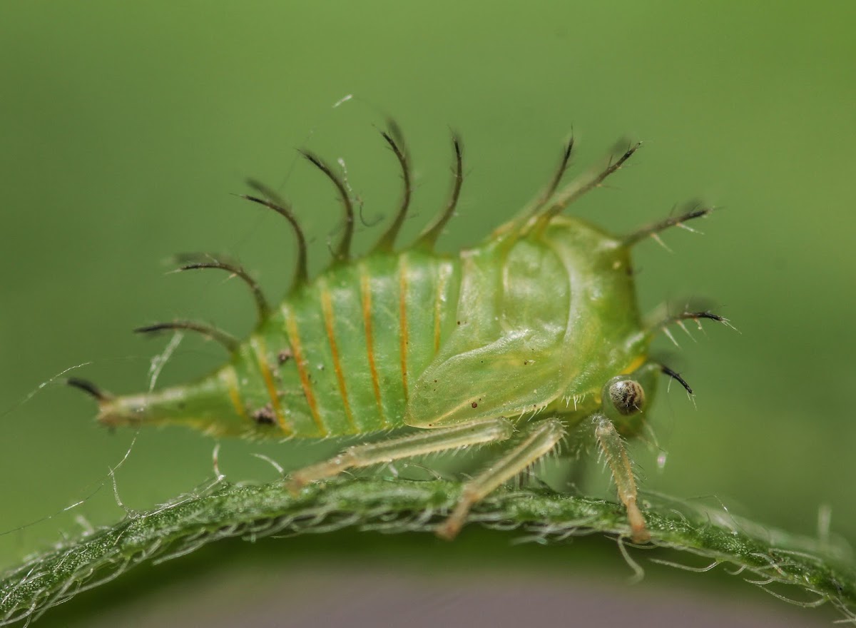 Buffalo Treehopper Nymph