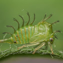 Buffalo Treehopper Nymph