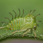 Buffalo Treehopper Nymph