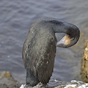 Brandt's Cormorant