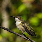 Ruby-throated Hummingbird