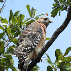 Red-Shouldered Hawk