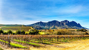 Vineyards in the wine region of Stellenbosch in the Western Cape of South Africa with Simonsberg in the background. File photo.