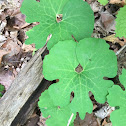 Bloodroot