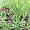 Sweet William Catchfly