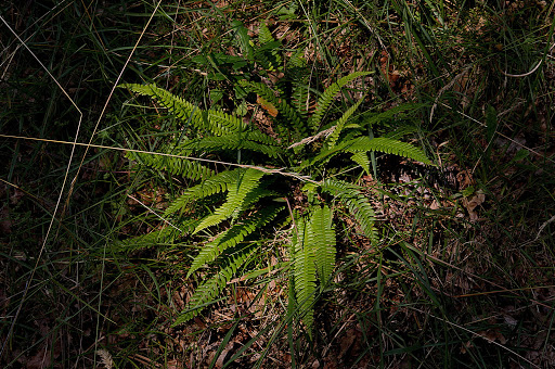 Blechnum spicant