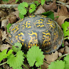 Eastern Box Turtle