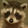 Raccoon - New Tab in HD