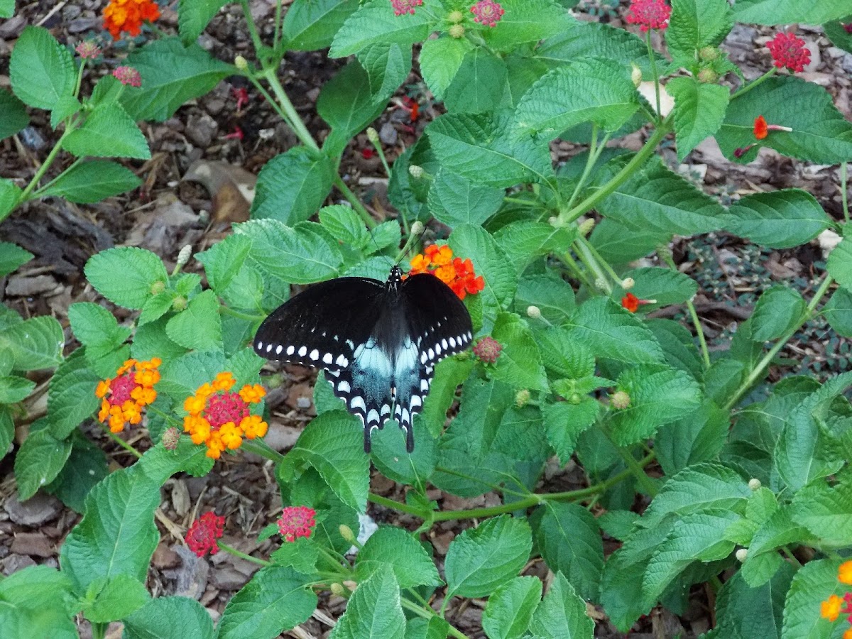 Spicebush Swallowtail