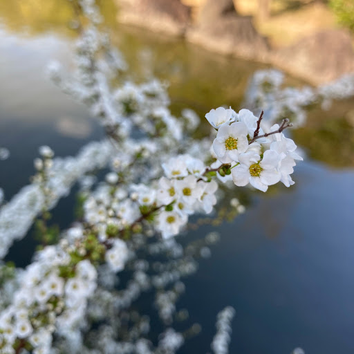 黄色い太陽