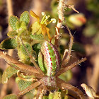 Green Lynx Spider