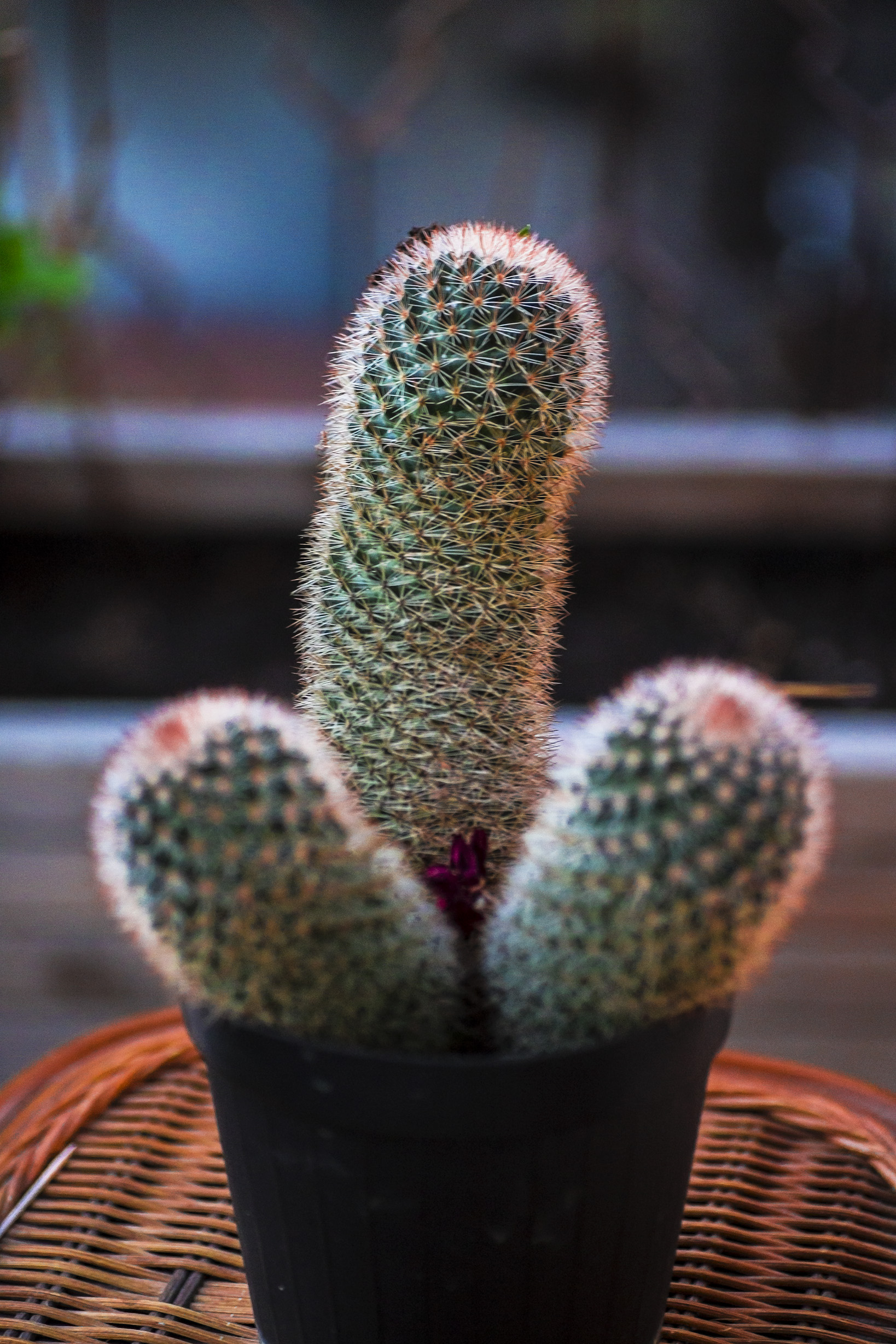 Un cactus determinato di Eduard