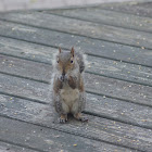 Eastern Gray Squirrel