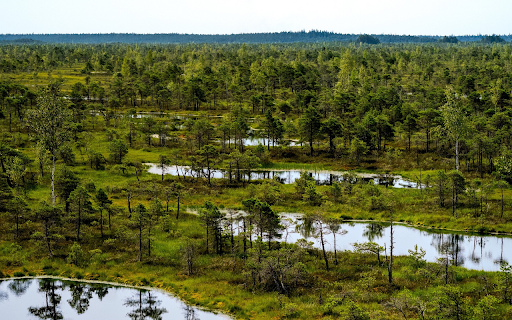 grass and green forest screenshot 1