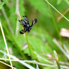 Black Onion Fly (mating pair)