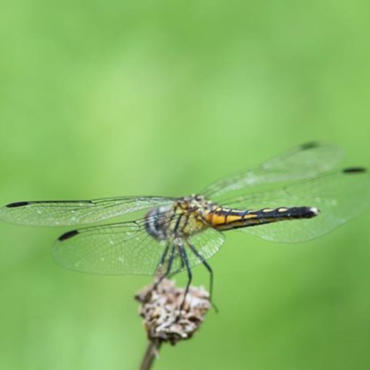 Blue Dasher