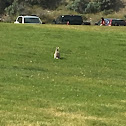 White-tailed Jackrabbit