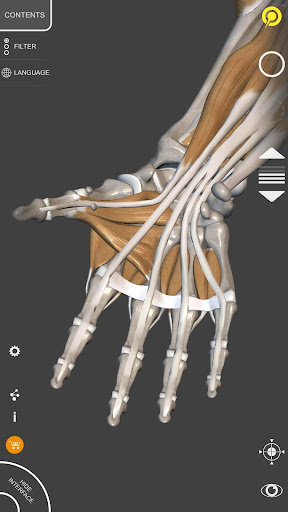 3D Anatomy for the Artist Lite