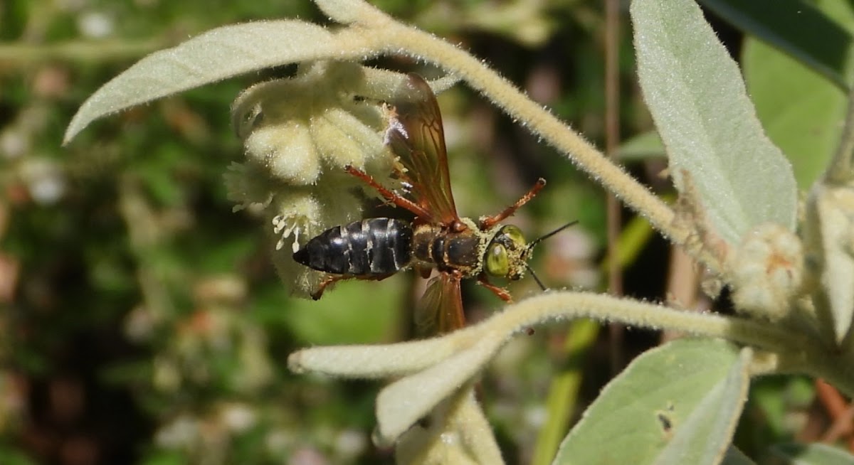 Green-eyed wasp