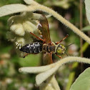 Green-eyed wasp