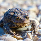 Common Toad