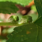 Three-Cornered Alfalfa Hopper