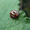 Tortoise Beetle - Escarabajo Tortuga