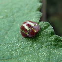 Tortoise Beetle - Escarabajo Tortuga