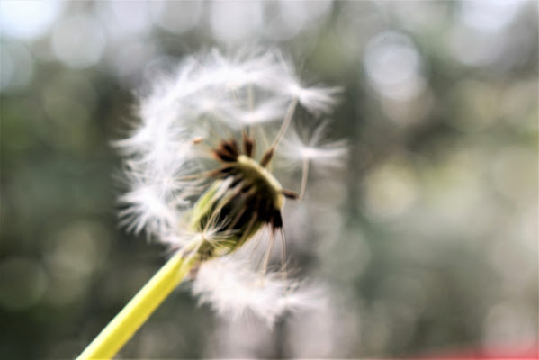 iL VENTO E LA PRIMAVERA di BNNRRB