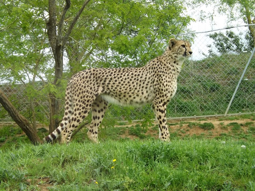 Guépard, Doué la Fontaine - Tous droits réservés