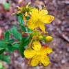 St John's wort