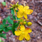 St John's wort