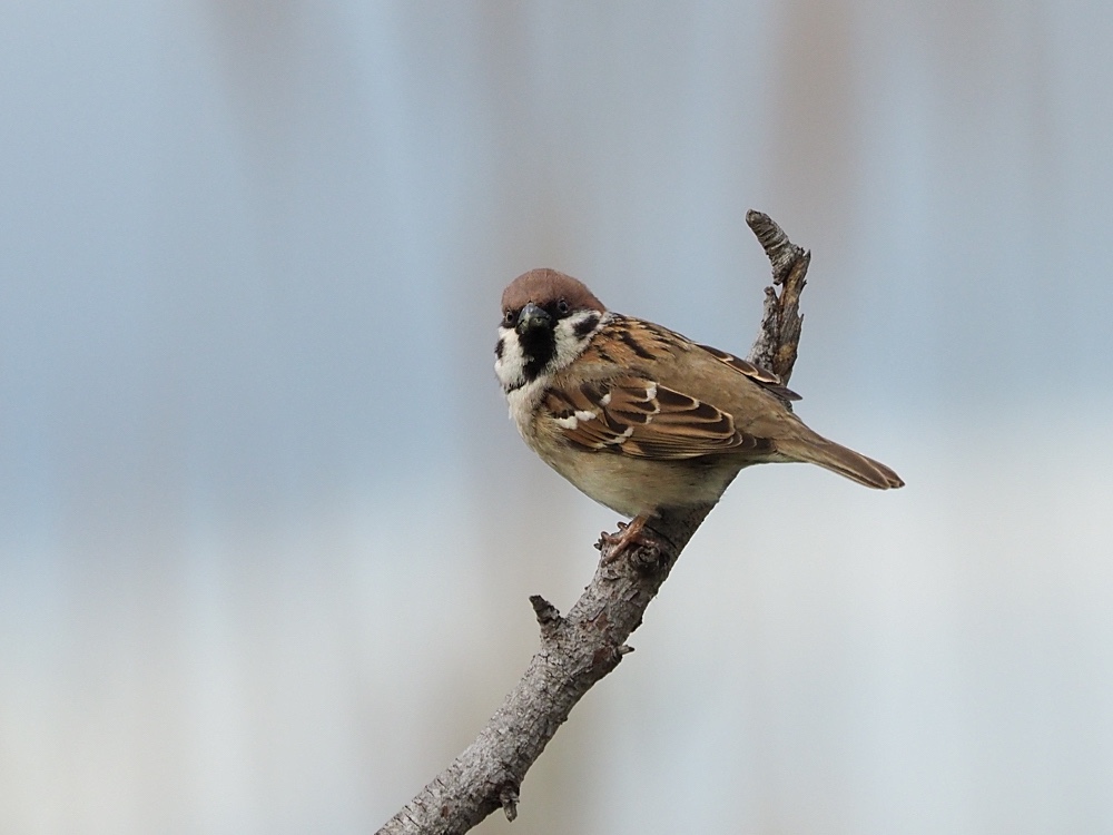 Gorrión molinero (Eurasian tree sparrow)