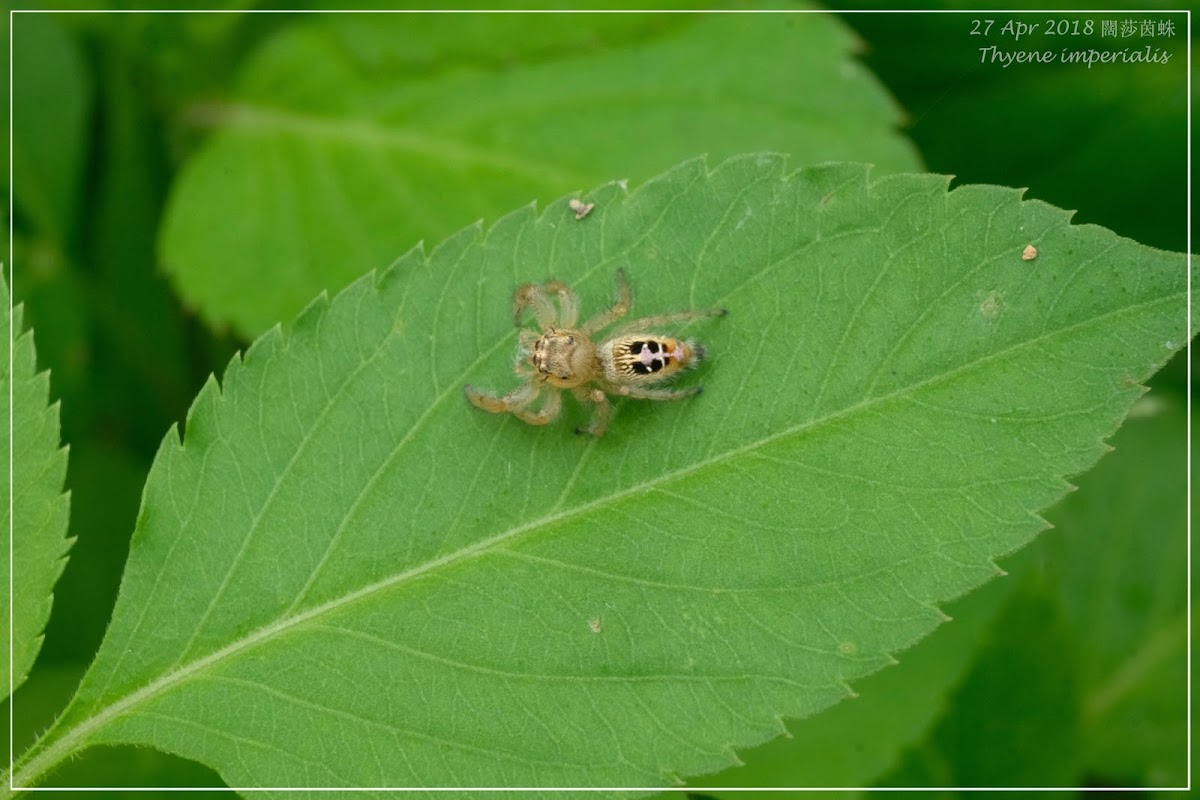 Thyene imperialis 闊莎茵蛛