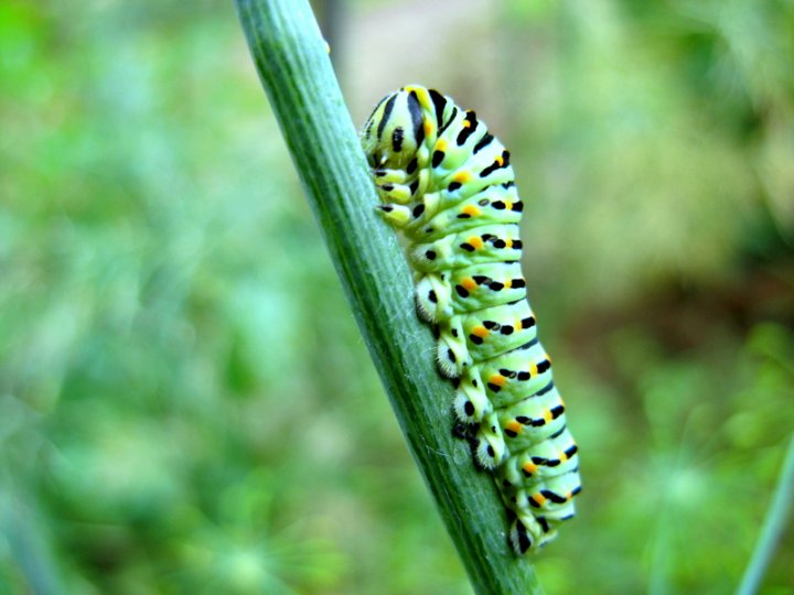 Caterpillar di younay