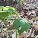 Trillium